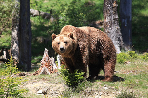 Ein brauner Bär im Tierpark Wilder Berg in Mautern